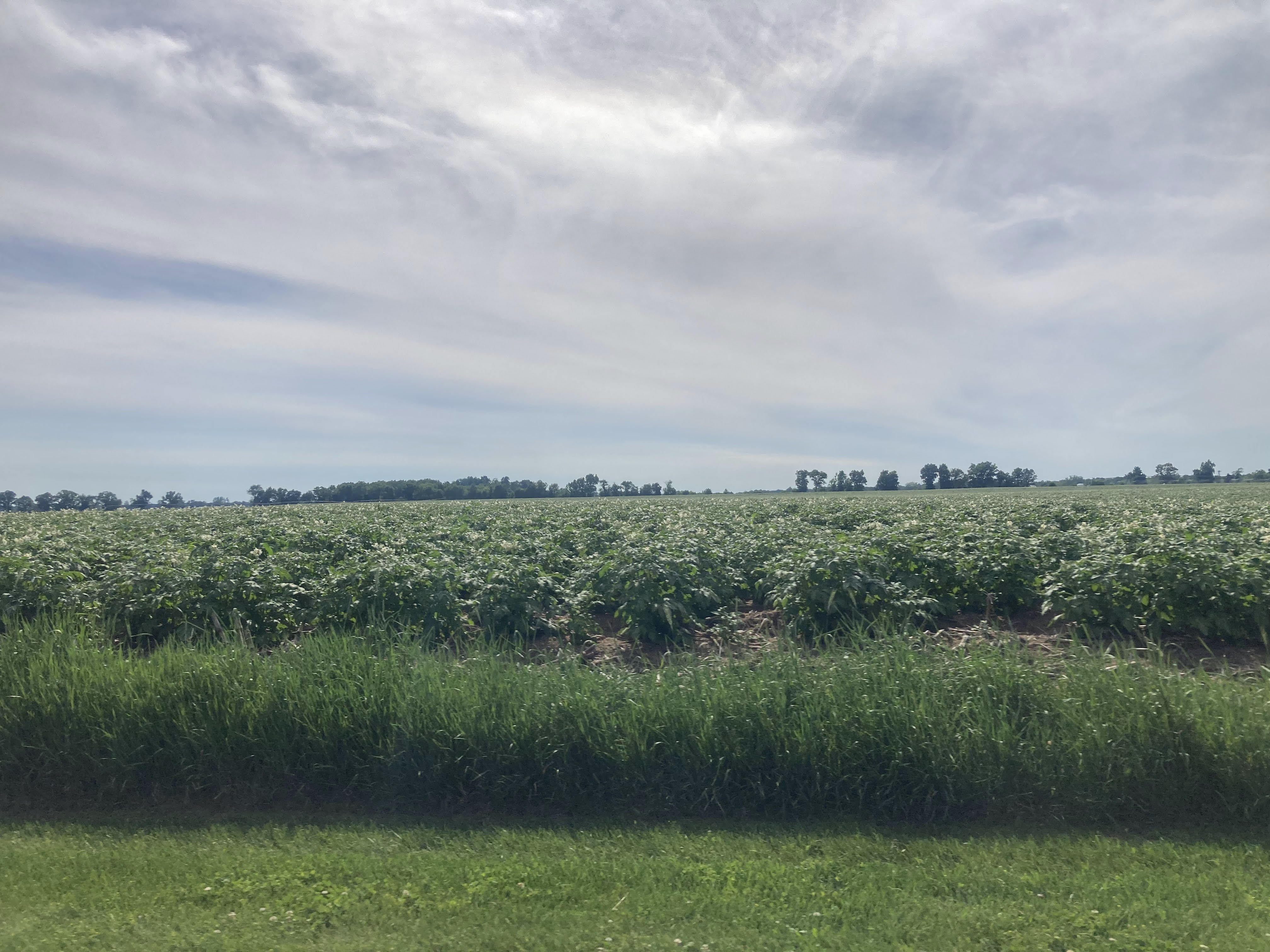 Potato plants in full bloom. 